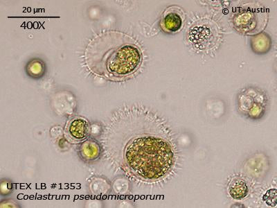 UTEX LB 1353 Coelastrum pseudomicroporum | UTEX Culture Collection