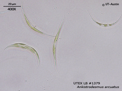 UTEX LB 1379 Ankistrodesmus arcuatus | UTEX Culture Collection of Algae