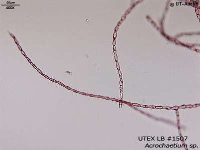 UTEX LB 1507 Acrochaetium sp. | UTEX Culture Collection of Algae