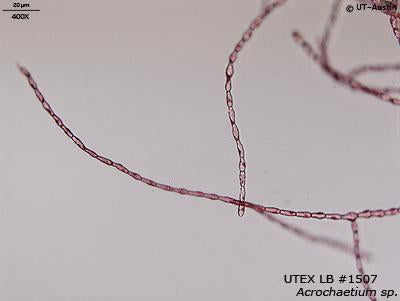 UTEX LB 1507 Acrochaetium sp. | UTEX Culture Collection of Algae