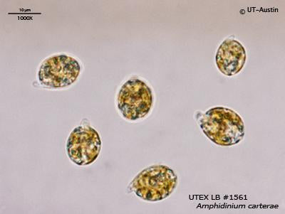 UTEX LB 1561 Amphidinium carterae | UTEX Culture Collection of Algae