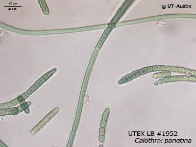 <strong>UTEX LB 1952</strong> <br><i>Calothrix parietina</i>