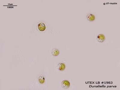 UTEX LB 1983 Dunaliella parva | UTEX Culture Collection of Algae