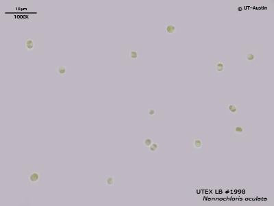 UTEX LB 1998 Nannochloris oculata | UTEX Culture Collection of Algae