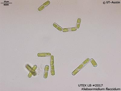 UTEX LB 2017 Klebsormidium flaccidum | UTEX Culture Collection of Algae