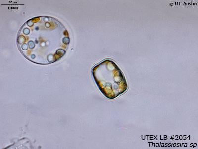 UTEX LB 2054 Thalassiosira sp. | UTEX Culture Collection of Algae