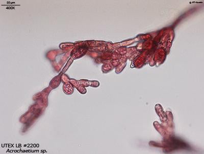 UTEX LB 2200 Acrochaetium sp. | UTEX Culture Collection of Algae