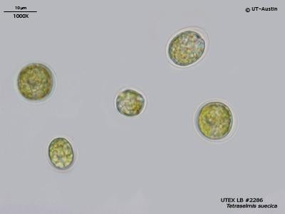 UTEX LB 2286 Tetraselmis suecica | UTEX Culture Collection of Algae