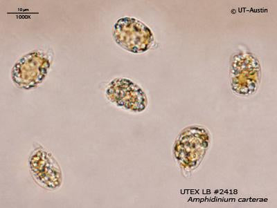 UTEX LB 2418 Amphidinium carterae | UTEX Culture Collection of Algae