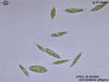 UTEX LB 2454 Schroederia setigera | UTEX Culture Collection of Algae