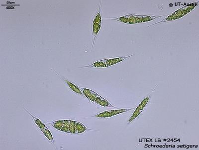UTEX LB 2454 Schroederia setigera | UTEX Culture Collection of Algae