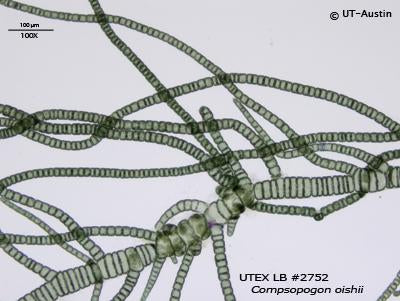 UTEX LB 2752 Compsopogon oishii | UTEX Culture Collection of Algae