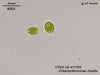 UTEX LB 2765 Chlamydomonas nivalis | UTEX Culture Collection of Algae