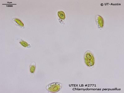 UTEX LB 2771 Chlamydomonas perpusillus | UTEX Culture Collection of Algae