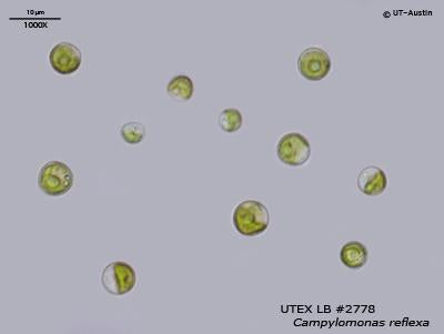 UTEX LB 2778 Campylomonas reflexa | UTEX Culture Collection of Algae
