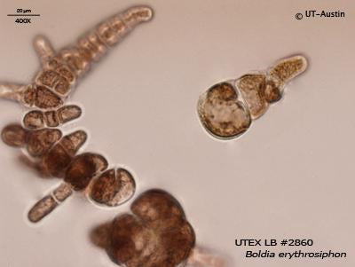 UTEX LB 2860 Boldia erythrosiphon | UTEX Culture Collection of Algae