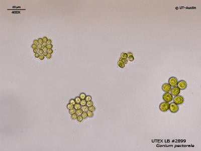 UTEX LB 2899 Gonium pectorale | UTEX Culture Collection of Algae