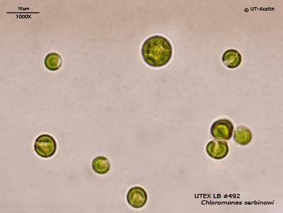UTEX LB 492 Chloromonas serbinowi | UTEX Culture Collection of Algae