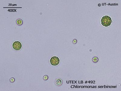 UTEX LB 492 Chloromonas serbinowi | UTEX Culture Collection of Algae