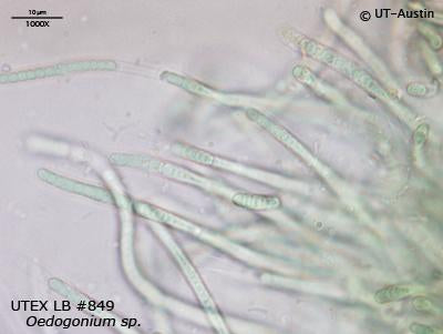 UTEX LB 849 Oedogonium sp. | UTEX Culture Collection of Algae