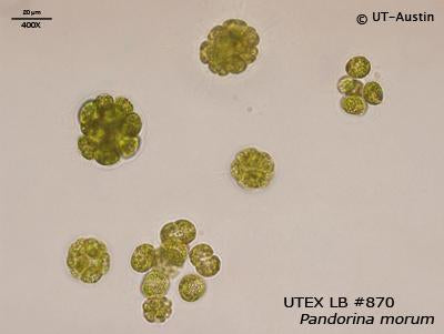 UTEX LB 870 Pandorina morum | UTEX Culture Collection of Algae