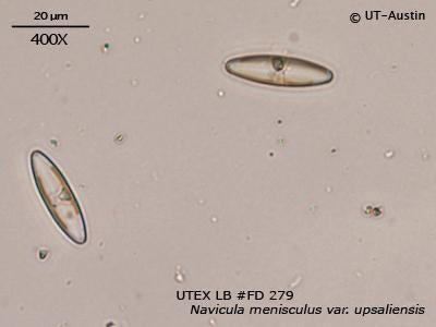 UTEX LB FD279 Navicula menisculus var. upsaliensis | UTEX Culture Collection of Algae