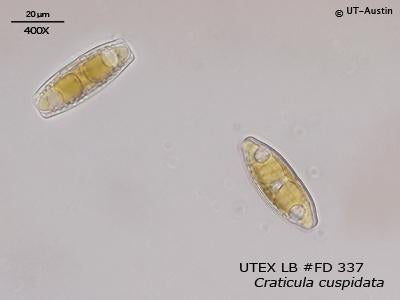 <strong>UTEX LB FD337</strong> <br><i>Craticula cuspidata</i>