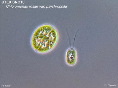 <strong>UTEX SNO10</strong> <br><i>Chloromonas rosae var. psychrophila</i>