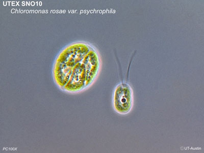 UTEX SNO10 Chloromonas rosae var. psychrophila | PC100x | UTEX Culture Collection of Algae