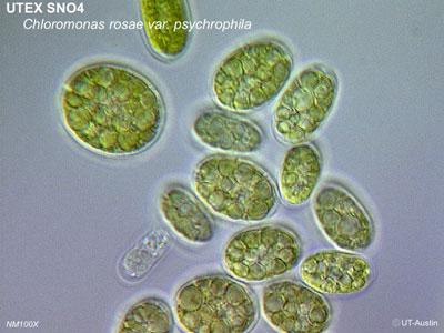 <strong>UTEX SNO4</strong> <br><i>Chloromonas rosae var. psychrophila</i>