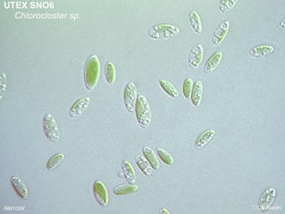 <strong>UTEX SNO6</strong> <br><i>Chlorocloster sp.</i>