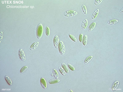 UTEX SNO6 Chlorocloster sp. | NM100X | UTEX Culture Collection of Algae