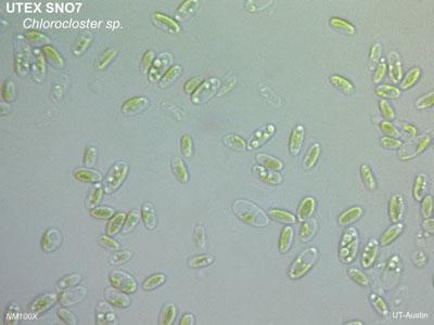 <strong>UTEX SNO7</strong> <br><i>Chlorocloster sp.</i>