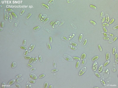 UTEX SNO7 Chlorocloster sp. | NM100x | UTEX Culture Collection of Algae