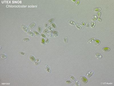 <strong>UTEX SNO8</strong> <br><i>Chlorocloster solani</i>