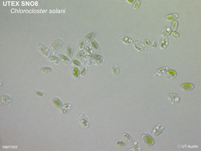 UTEX SNO8 Chlorocloster solani | NM100x | UTEX Culture Collection of Algae