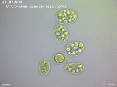 UTEX SNO9 Chloromonas rosae var. psychrophila | NM100x | UTEX Culture Collection of Algae