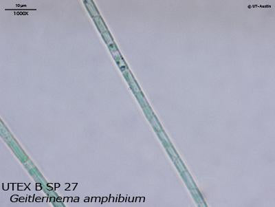 UTEX B SP27 Geitlerinema amphibium | UTEX Culture Collection of Algae