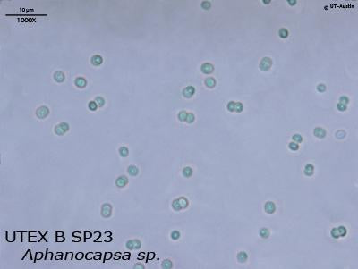 UTEX B SP23 Aphanocapsa sp. | UTEX Culture Collection of Algae