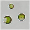 <b>Teaching Kit</b> <br>Colors of Algae | UTEX Culture Collection of Algae