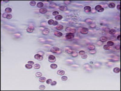 <b>Teaching Kit</b> <br>Colors of Algae