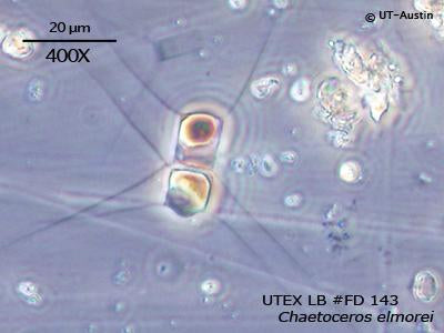 UTEX LB FD143 Chaetoceros elmorei | UTEX Culture Collection of Algae