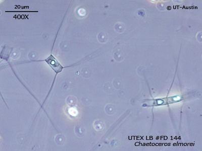 UTEX LB FD144 Chaetoceros elmorei | UTEX Culture Collection of Algae