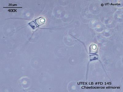 UTEX LB FD145 Chaetoceros elmorei | UTEX Culture Collection of Algae