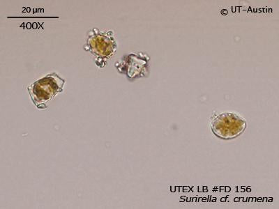 UTEX LB FD156 Surirella cf. crumena | UTEX Culture Collection of Algae