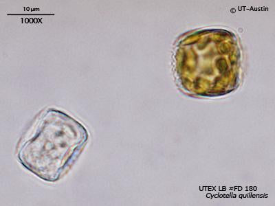UTEX LB FD180 Cyclotella quillensis | UTEX Culture Collection of Algae