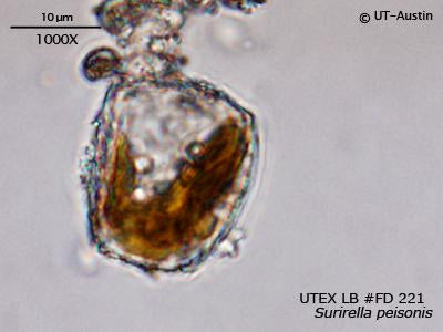 UTEX LB FD221 Surirella peisonis | UTEX Culture Collection of Algae