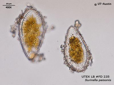 UTEX LB FD235 Surirella peisonis | UTEX Culture Collection of Algae