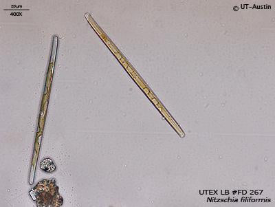 UTEX LB FD267 Nitzschia filiformis | UTEX Culture Collection of Algae