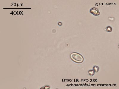 UTEX LB FD239 Achnanthidium rostratum | UTEX Culture Collection of Algae